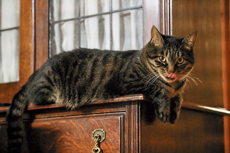 銀河。同じ境遇の猫がわかるのか、ひな菊が来た当初から可愛がっているという。「キジトラは頭がいい気がします」