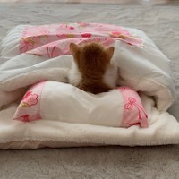 おっき！=ちゃちゃまるすももさん（@manmaruchan21）提供