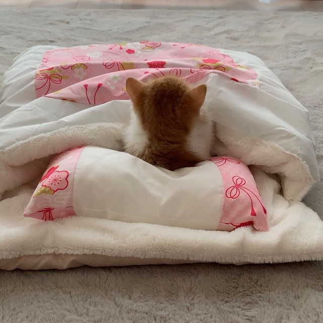 おっき！=ちゃちゃまるすももさん（@manmaruchan21）提供