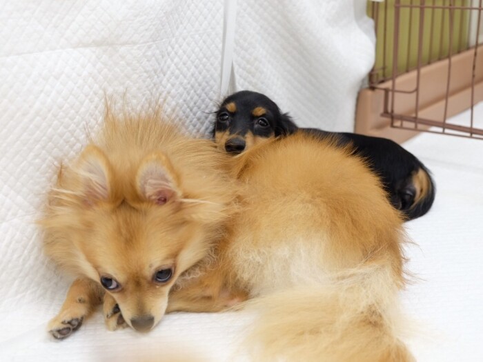 「なっぱ先輩大好き！」（UG提供）