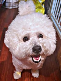 お友だちとケーキを食べてにこにこ笑顔のパポくん（画像提供：形が定まらない犬さん）