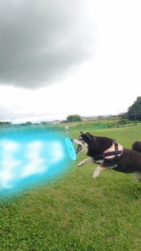 飼い主さんがスマホのアプリで加工すると……ひなたちゃんが「魔法」を発動！（画像提供：くーさんママさん @kukuri_shibainu）