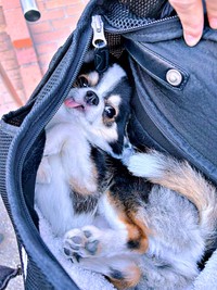 キャリーバッグの中でもゴロン！ お約束のへそ天を披露したもちょちょちゃん（画像提供：もちょちょ愛してる。さん）