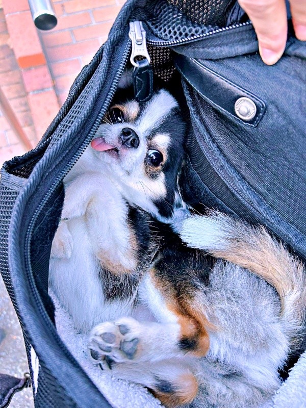 キャリーバッグの中でもゴロン！ お約束のへそ天を披露したもちょちょちゃん（画像提供：もちょちょ愛してる。さん）