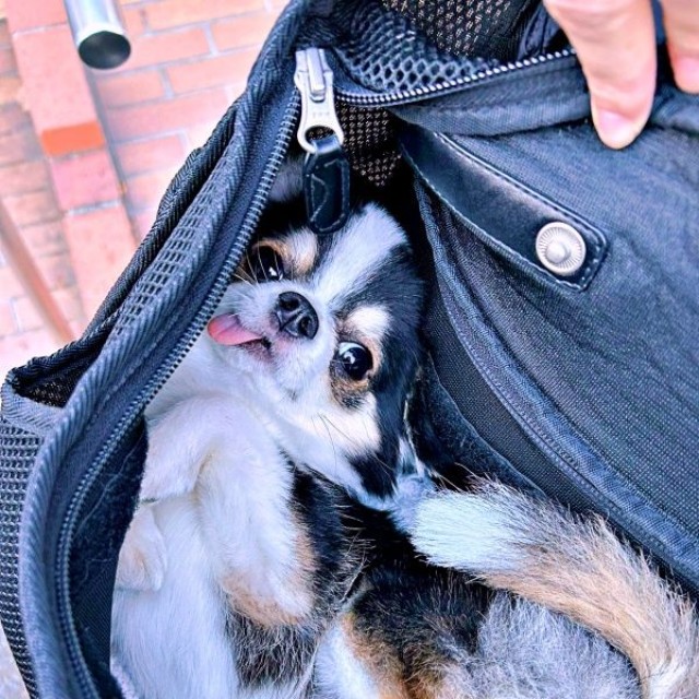 キャリーバッグの中でもゴロン！ お約束のへそ天を披露したもちょちょちゃん（画像提供：もちょちょ愛してる。さん）