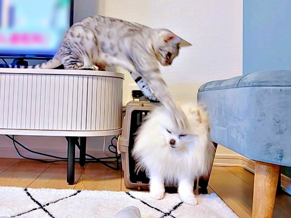 うにちゃんが猫パンチ！ 思わず、目をつぶるこめたくん（画像提供：おこめ屋さん）