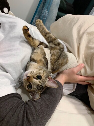 恵美さんに乗って甘える（健太さん提供）