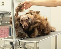 毛玉をカットしてもらっている間のむっちゃん