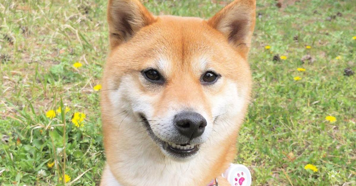 柴犬むぎ 柴犬むぎ🌾 (@shiba_mugi_) • Instagram photos and videos