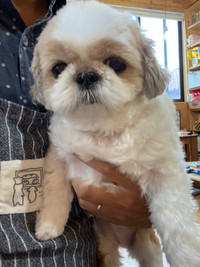 垂れ目が可愛いおすしちゃん＝小谷&名犬おすし号さん（@bushidojodo）提供