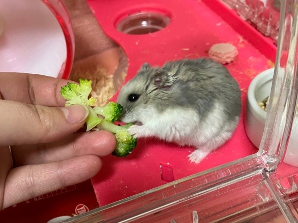 大好きなブロッコリーを食べるプルャくん（画像提供：えだまめさん）