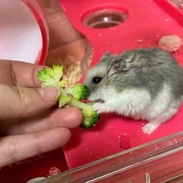 大好きなブロッコリーを食べるプルャくん（画像提供：えだまめさん）