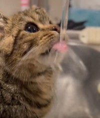 頭に水がかかっても必死になって水を飲む子猫のチョパえもんくん（飼い主さん提供、Twitterよりキャプチャ撮影）