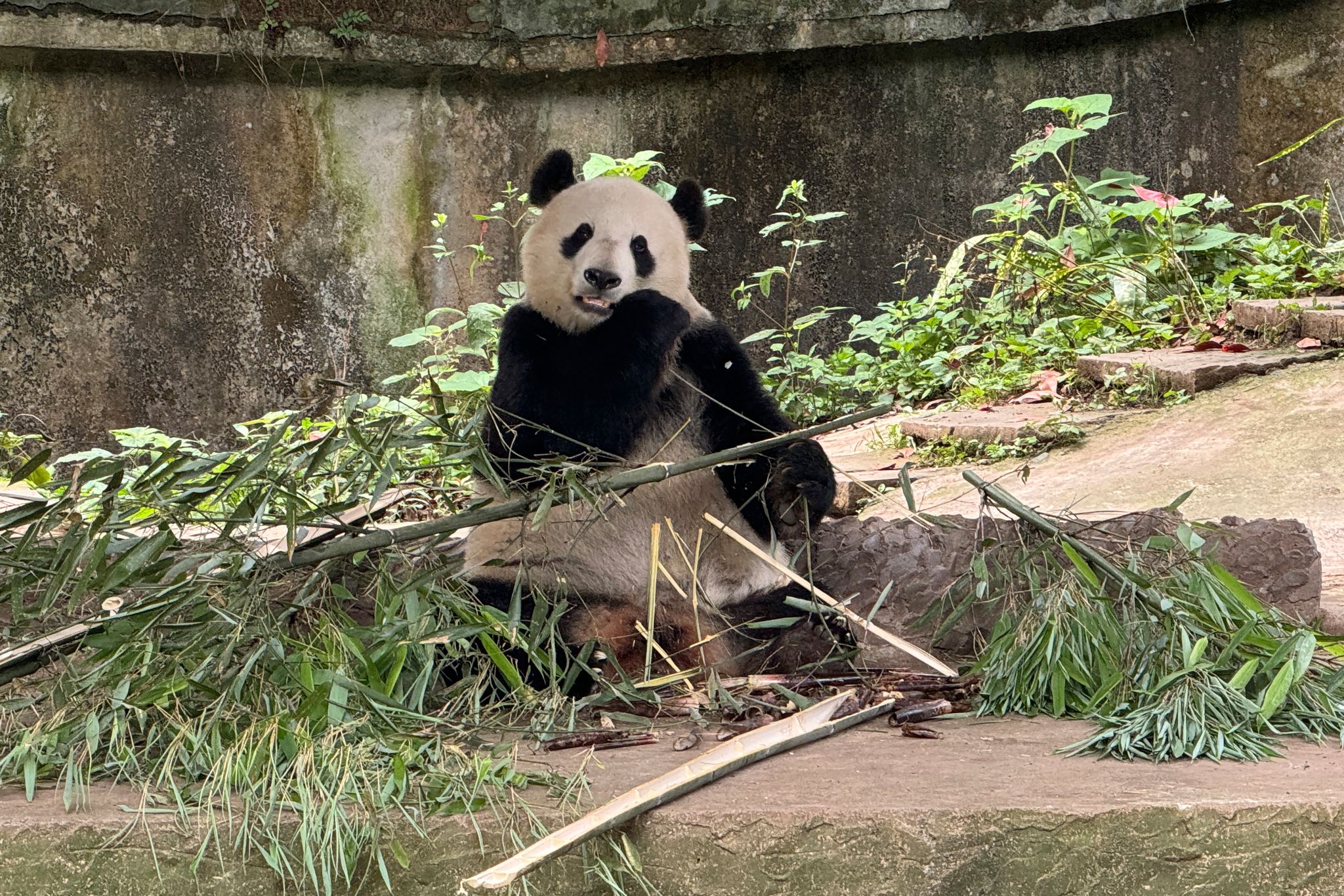 The winner in China’s panda diplomacy: the pandas themselves | The ...