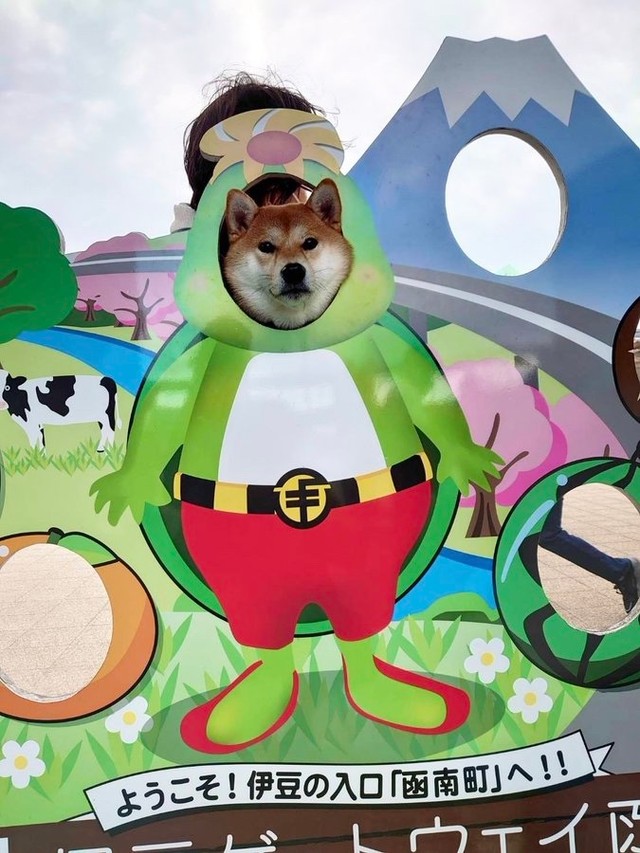 ちびこちゃんの「顔出しパネル」シリーズ。背後でがんばる飼い主さん（画像提供：柴犬ちびこさん）