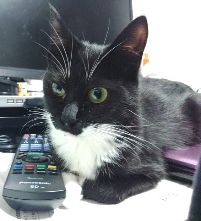 香箱座りがちょっと苦手なヤンヤンくん。でも、元気ならOK！
