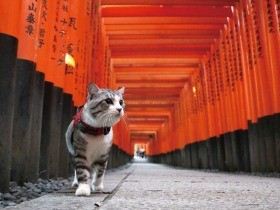 旅猫モデル「ニャン吉」　20都道府県を制覇、お出かけ大好き