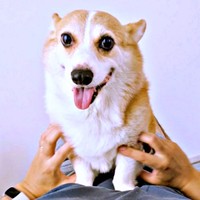 隣席の人を笑わせたニコくんーー衝撃ショットが人気に（画像提供：くぅこ@コーギーのいる暮らしさん）