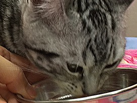 子猫の「通院ストレス」を減らしてリラックスさせる方法は？