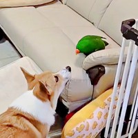 同居犬からソファを奪ったオオハナさん（画像提供：ゴンさん）