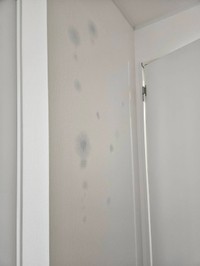 クロスにはっきりわかるようにカビが（億トレ大家さん提供）