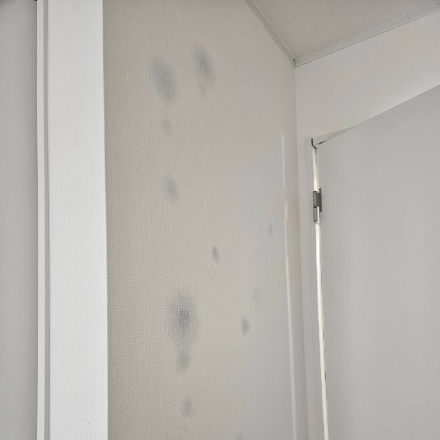 クロスにはっきりわかるようにカビが（億トレ大家さん提供）