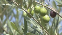 小豆島のオリーブ