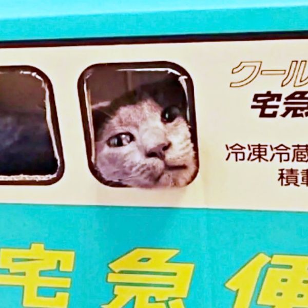 猫運輸 納車から廃車まで一瞬」クロネコ便の段ボール車を乗りつぶした猫さん
