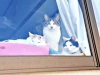 思い思いに営業活動！（左から）みたらしさん、ごまおさん、のりおさん（画像提供：あすか 着物と猫とカネコ系さん）