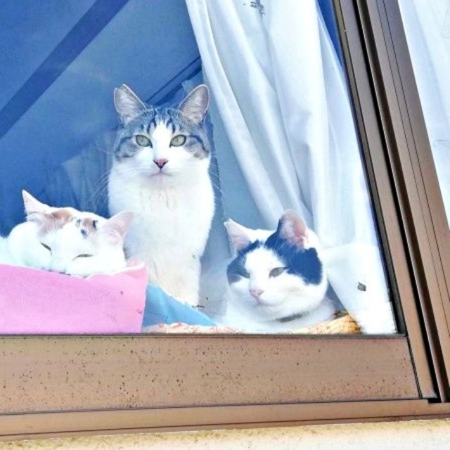 思い思いに営業活動！（左から）みたらしさん、ごまおさん、のりおさん（画像提供：あすか 着物と猫とカネコ系さん）