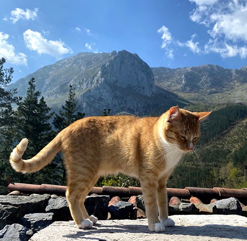 前田邸は360度を山に囲まれ、辺りには鳥の声や羊のベルの音が響きます。