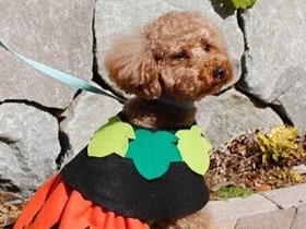 簡単！小型犬用“ワンコ服”の作り方、型紙つきで紹介
