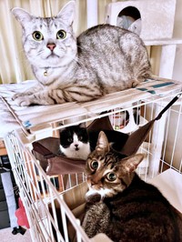 ケージのハンモックでくつろぐあんこちゃん。上には先住のしじみくん、下にはみとんちゃん（画像提供：しじみとんさん）