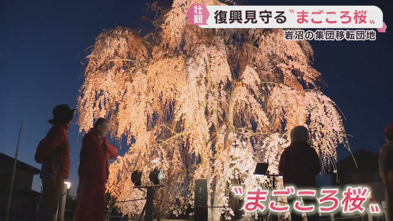 復興を願うシダレザクラが満開に　宮城・岩沼市