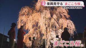 復興を願うシダレザクラが満開に　宮城・岩沼市