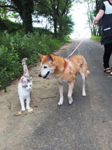 朝の散歩はいいつも一緒。この道で、２年前、きららはモモについてきた。