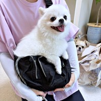 お出かけしようとしたらーーバックに入ってきたましゅくん（画像提供：アザラシいぬさん）