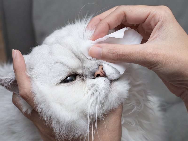 油断しないで！猫の目やにには要注意 その原因と対処法を紹介【獣医師 