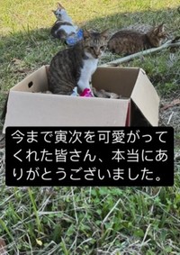 寅次くんの亡骸と一緒に箱に入ったままなかなか出て来ない銀ちゃん（「山あり猫あり(保護動物達と暮らす)」さん提供、Instagramよりキャプチャ撮影）