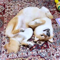 へそ天の究極形！？ 超リラックスするタマちゃん（画像提供：豆柴タマさん）