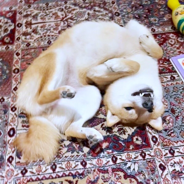 へそ天の究極形！？ 超リラックスするタマちゃん（画像提供：豆柴タマさん）