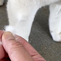またまた柴犬まつちゃんの毛はかたまりになって抜けました（画像提供：白柴まつさん）