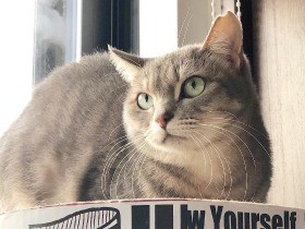 両耳さくらカットで「シャー」が得意　保護猫「新茶」ちゃん