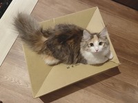 段ボール底の凹みもお気に入り？（画像提供／ほたてさん）