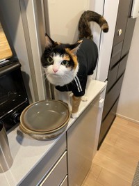 この辺りにおやつがあるのよ＝ナツさん（@nachos0420）提供