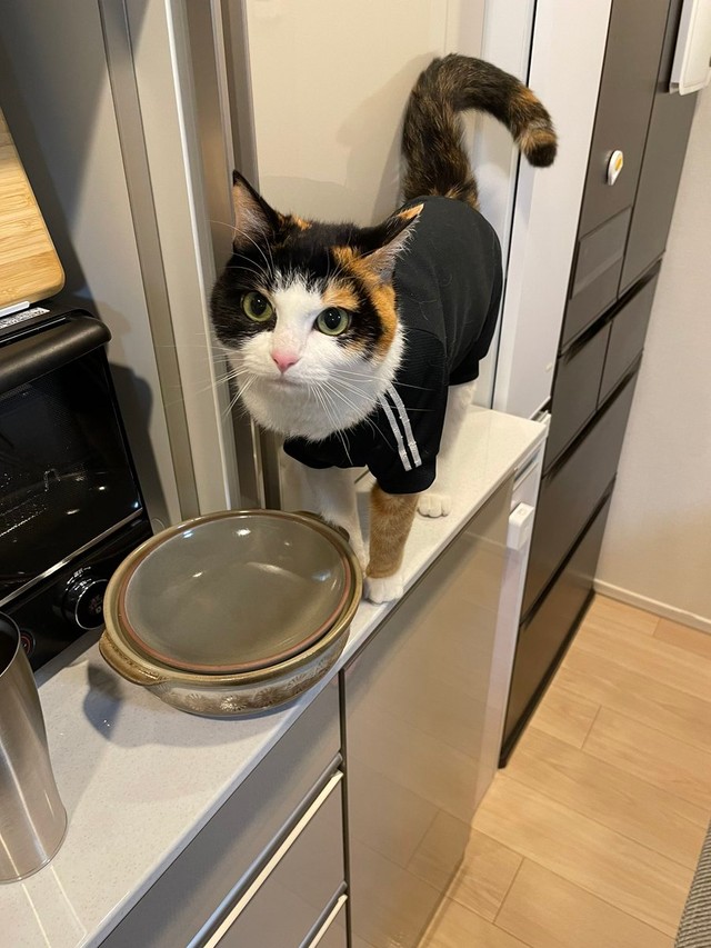 この辺りにおやつがあるのよ＝ナツさん（@nachos0420）提供