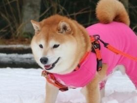 お父さんが酔っ払うのが大嫌い!?　思わぬいたずらをしかける柴犬の「いちこ」