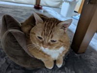 ステロイドを投与しても、症状は変わらなかった