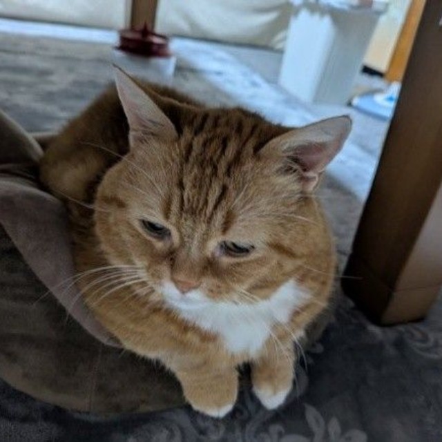 ステロイドを投与しても、症状は変わらなかった