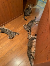 最近圧暑い日などはフローリングに落ちてます（はるとさん提供）